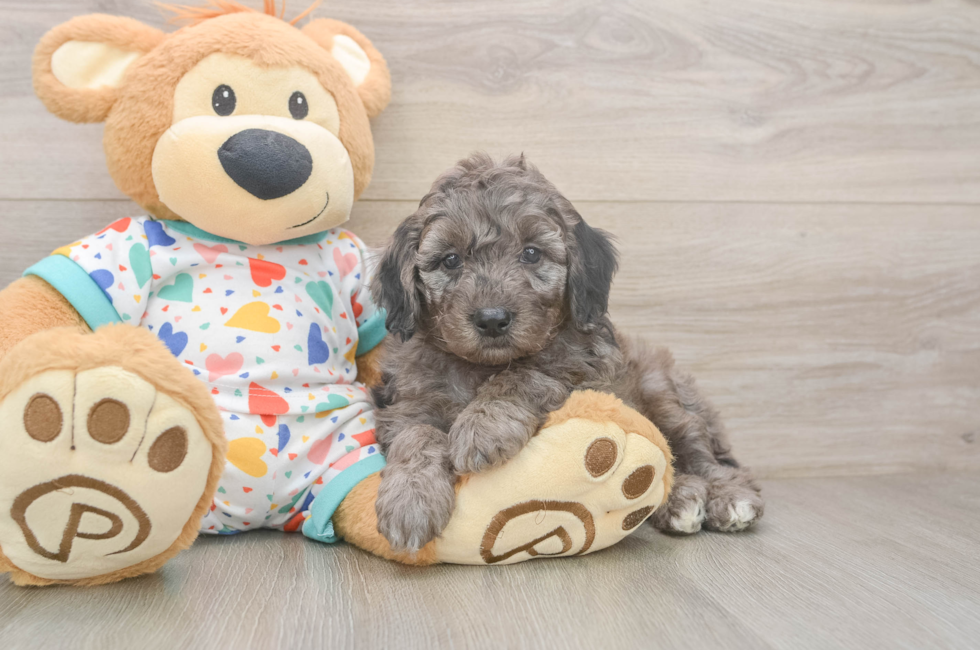 5 week old Mini Goldendoodle Puppy For Sale - Premier Pups