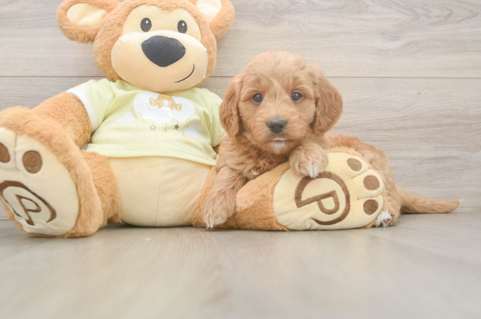5 week old Mini Goldendoodle Puppy For Sale - Premier Pups