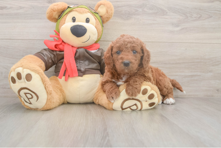 Mini Goldendoodle Pup Being Cute