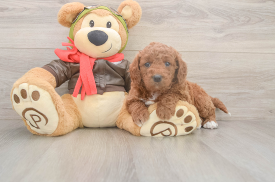 Mini Goldendoodle Pup Being Cute