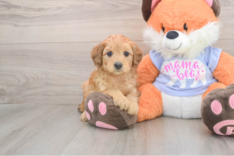 Playful Mini Groodle Poodle Mix Puppy