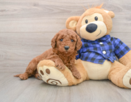 7 week old Mini Goldendoodle Puppy For Sale - Premier Pups