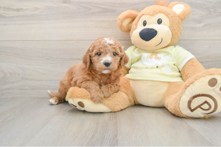 Mini Goldendoodle Pup Being Cute