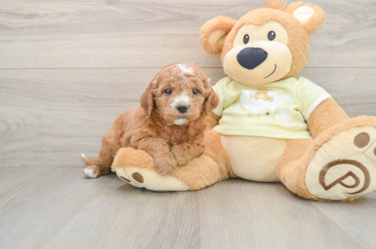 Mini Goldendoodle Pup Being Cute