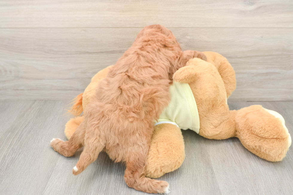 Mini Goldendoodle Puppy for Adoption