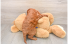 Cute Mini Goldendoodle Baby