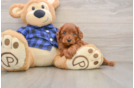 Mini Goldendoodle Pup Being Cute