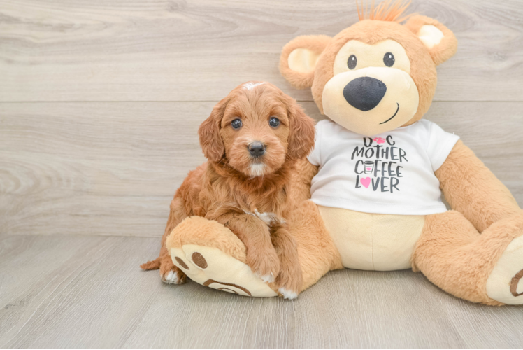 Mini Goldendoodle Pup Being Cute