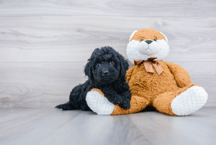 Best Mini Goldendoodle Baby