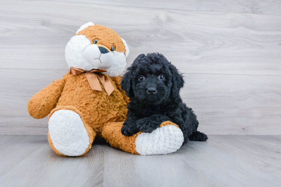 Best Mini Goldendoodle Baby