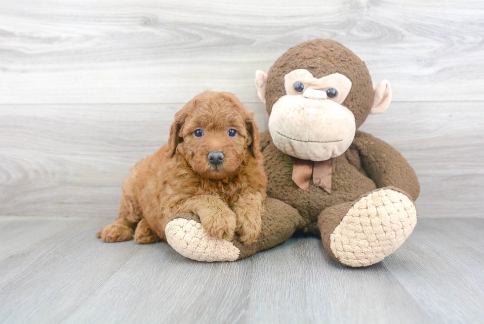 Mini Goldendoodle Puppy for Adoption