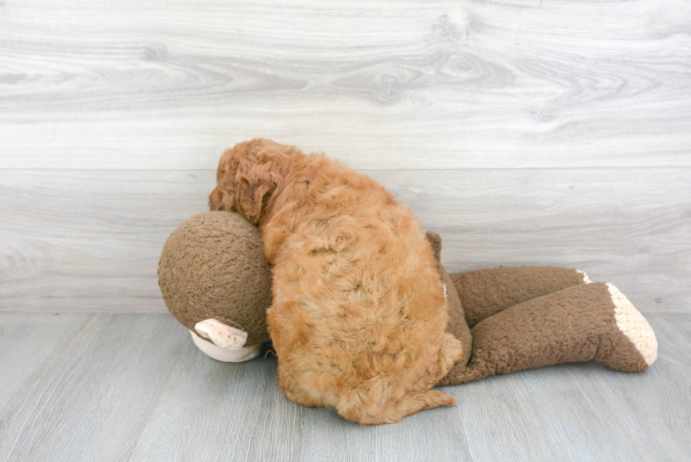 Fluffy Mini Goldendoodle Poodle Mix Pup