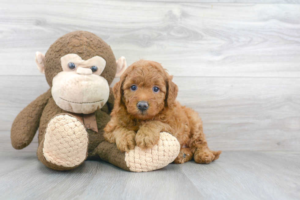 Mini Goldendoodle Pup Being Cute