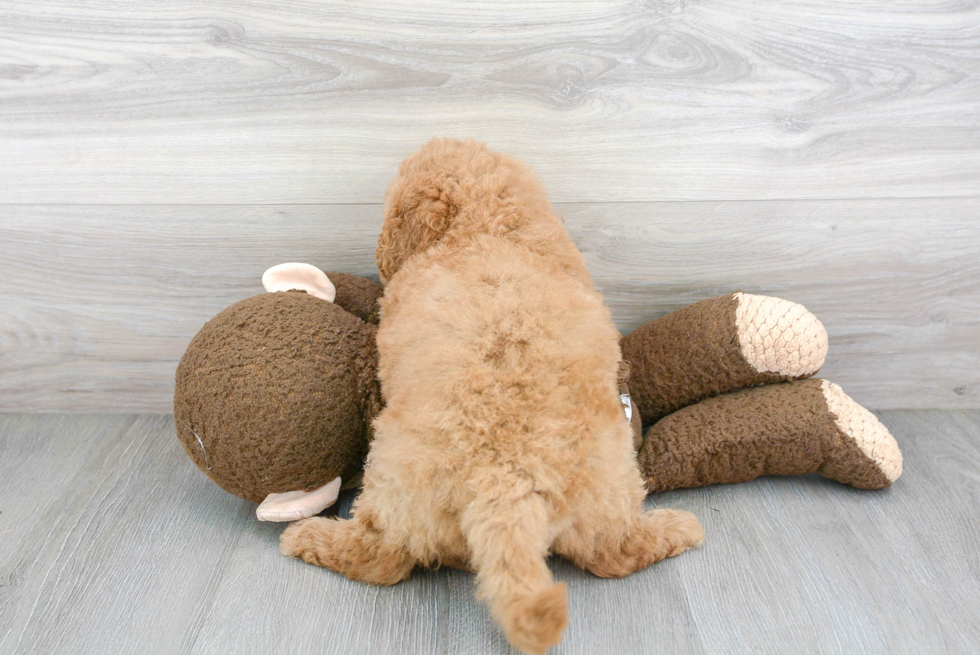 Best Mini Goldendoodle Baby