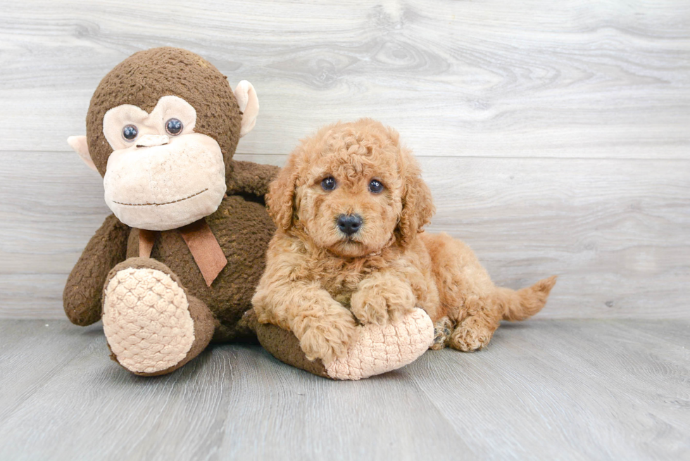 Small Mini Goldendoodle Baby