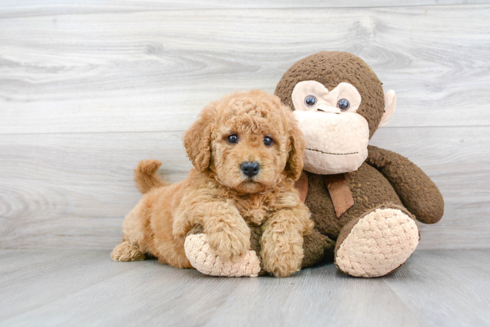 Hypoallergenic Golden Retriever Poodle Mix Puppy