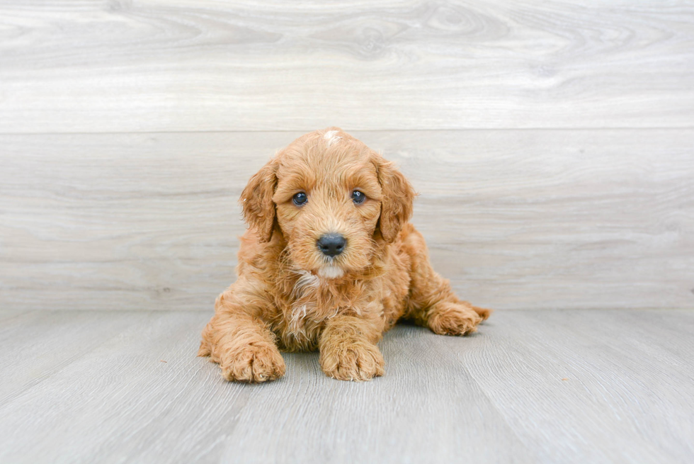 Mini Goldendoodle Pup Being Cute