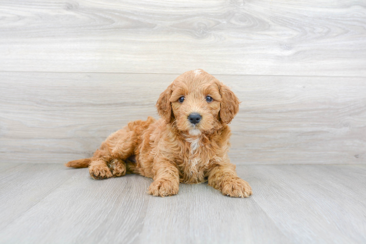 Mini Goldendoodle Pup Being Cute