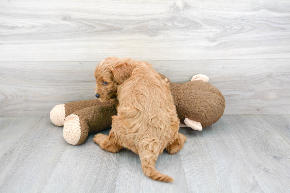 Little Golden Retriever Poodle Mix Puppy