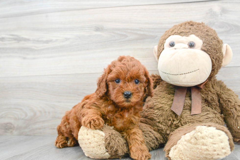 Playful Golden Retriever Poodle Mix Puppy