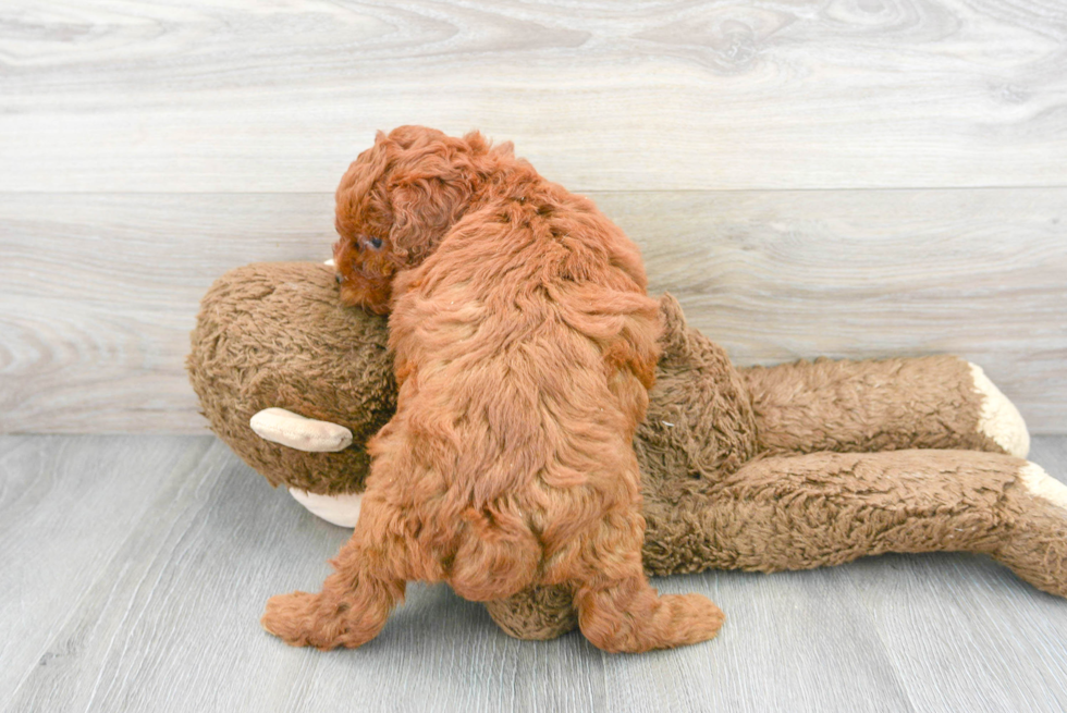 Mini Goldendoodle Puppy for Adoption