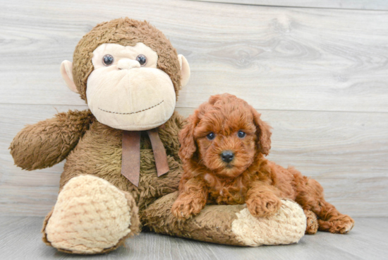 Playful Golden Retriever Poodle Mix Puppy