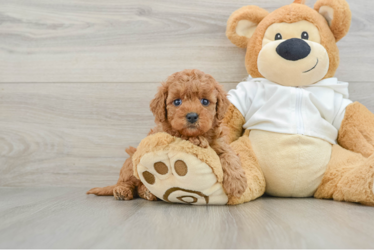 Mini Goldendoodle Puppy for Adoption