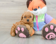7 week old Mini Goldendoodle Puppy For Sale - Premier Pups