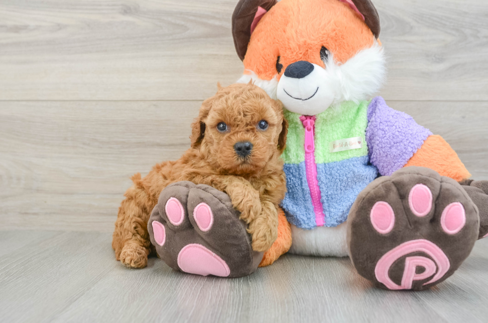 5 week old Mini Goldendoodle Puppy For Sale - Premier Pups