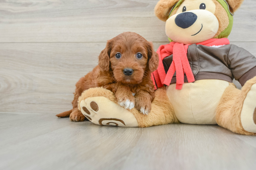 5 week old Mini Goldendoodle Puppy For Sale - Premier Pups