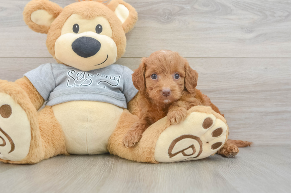 6 week old Mini Goldendoodle Puppy For Sale - Premier Pups