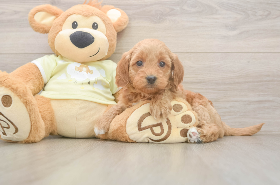 5 week old Mini Goldendoodle Puppy For Sale - Premier Pups