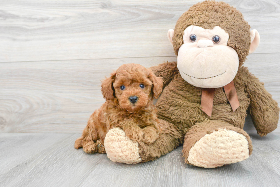 Small Mini Goldendoodle Baby