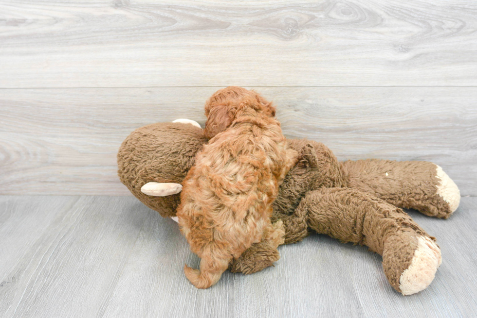 Happy Mini Goldendoodle Baby