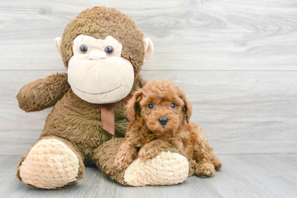 Best Mini Goldendoodle Baby