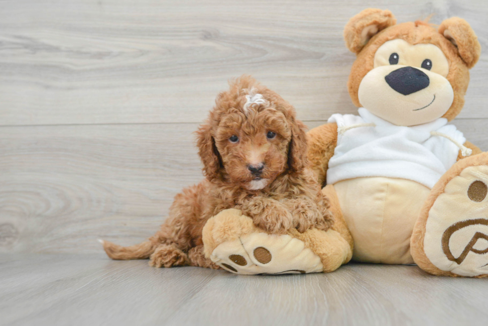 Hypoallergenic Golden Retriever Poodle Mix Puppy