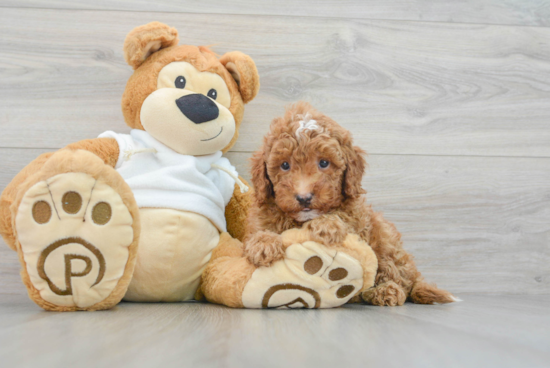 Energetic Golden Retriever Poodle Mix Puppy