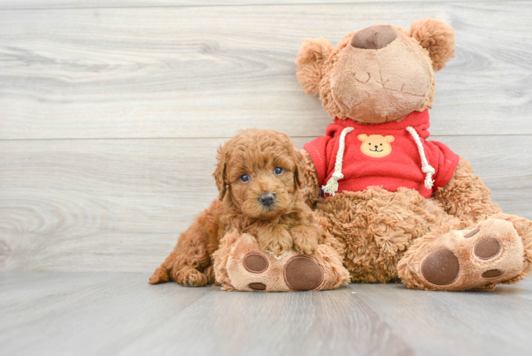 Friendly Mini Goldendoodle Baby