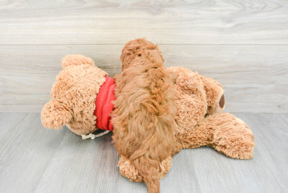 Hypoallergenic Golden Retriever Poodle Mix Puppy