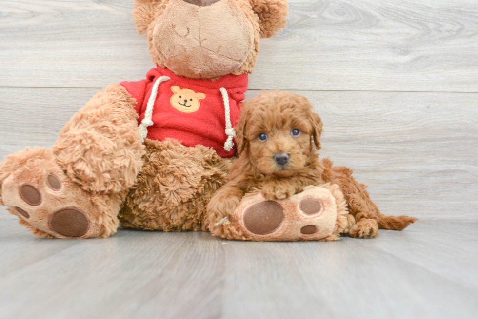 Adorable Golden Retriever Poodle Mix Puppy