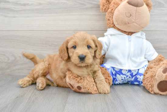 Mini Goldendoodle Puppy for Adoption