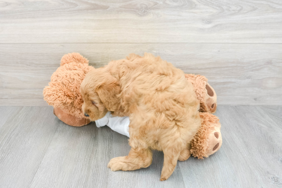 Mini Goldendoodle Pup Being Cute