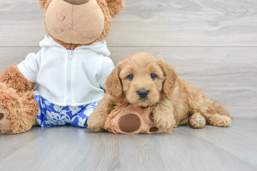 Playful Golden Retriever Poodle Mix Puppy