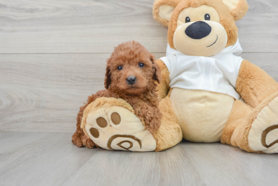 Mini Goldendoodle Pup Being Cute