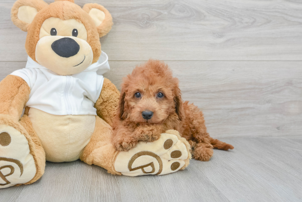 Adorable Golden Retriever Poodle Mix Puppy