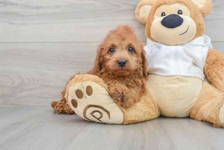 Mini Goldendoodle Puppy for Adoption