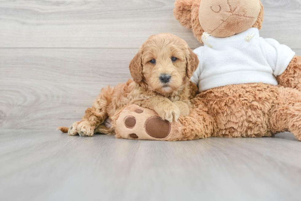 Adorable Golden Retriever Poodle Mix Puppy