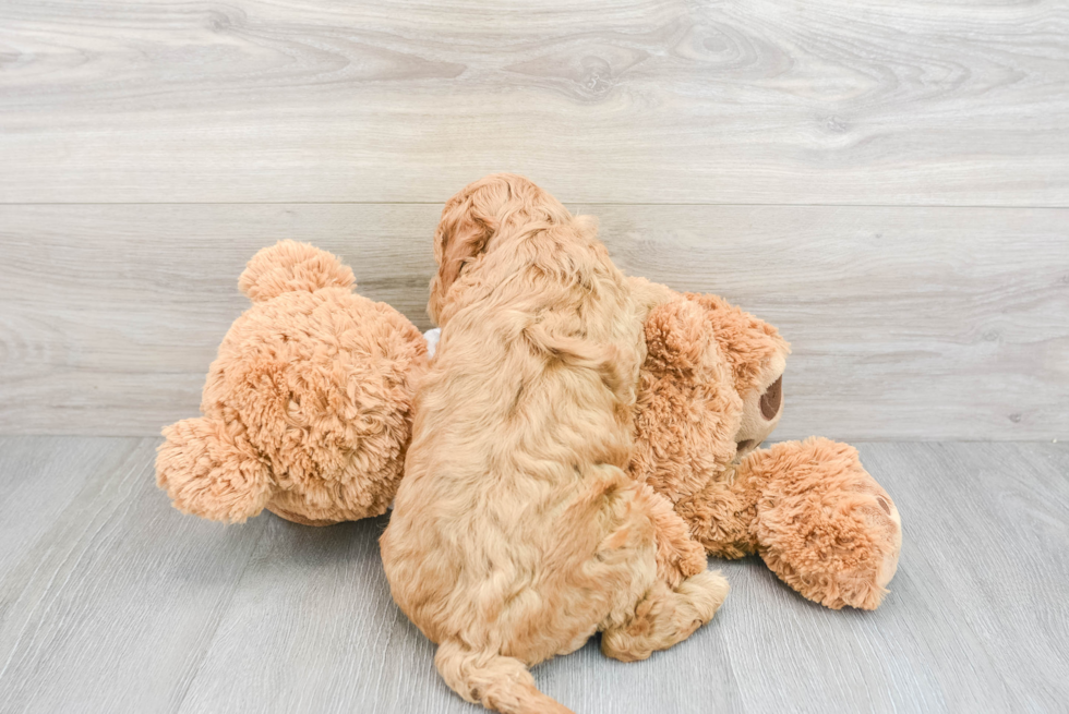 Hypoallergenic Golden Retriever Poodle Mix Puppy