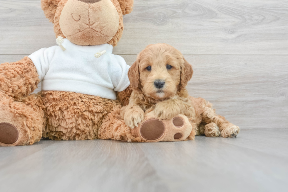 Adorable Golden Retriever Poodle Mix Puppy