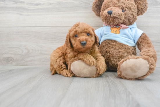 Mini Goldendoodle Pup Being Cute